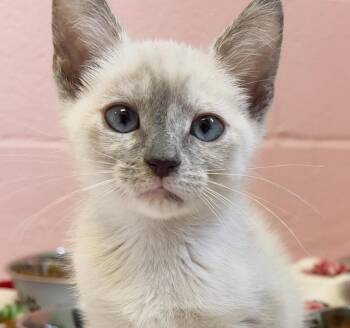 Shuri -  Siamese Cat for Adoption in Sherwood, Arkansas - Shuri | PetCurious
