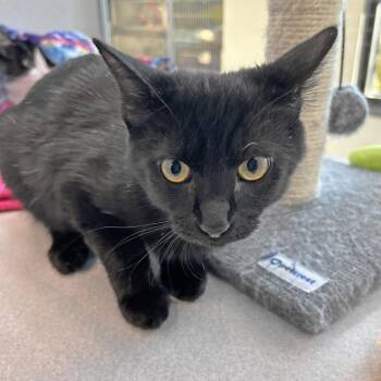 Albert -  Domestic Short Hair Cat for Adoption in Hailey, Idaho - Albert | PetCurious