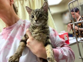 Rescue Domestic Short Hair Cats for Adoption in Fort Wayne, Indiana - ESPRESSO | PetCurious