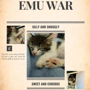Emu War -  Domestic Medium Hair Cat for Adoption in Westminster, California - Emu War | PetCurious