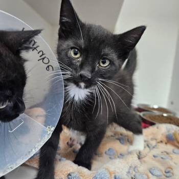 Soundcloud -  Domestic Short Hair Cat for Adoption in Gainesville, Florida - Soundcloud | PetCurious