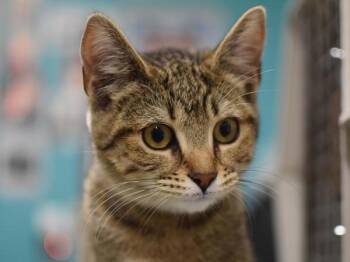Tillie -  Domestic Short Hair Cat for Adoption in Portland, Oregon - Tillie | PetCurious