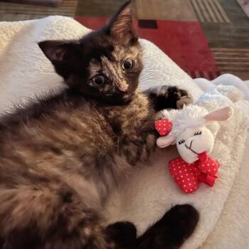 Hazel -  Domestic Short Hair Cat for Adoption in West Jefferson, Ohio - Hazel | PetCurious