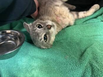 Rescue Domestic Short Hair Cats for Adoption in Maumee, Ohio - Finn | PetCurious