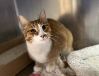 Crooks -  Domestic Short Hair Cat for Adoption in Sherwood, Oregon - Crooks | PetCurious