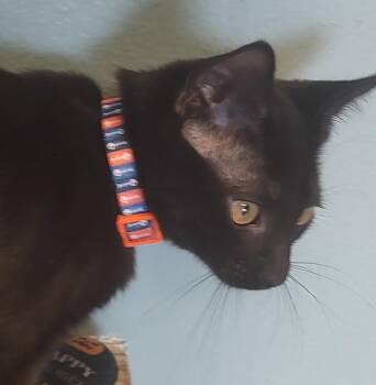 Rescue Domestic Short Hair Cats for Adoption in Driggs, Idaho - Toot | PetCurious