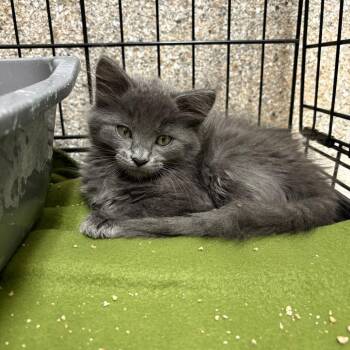 Fum -  Domestic Short Hair Cat for Adoption in Detroit Lakes, Minnesota - Fum | PetCurious
