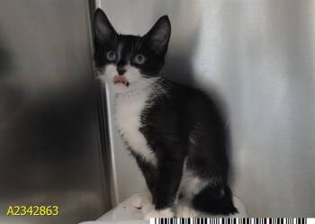 SAM -  Domestic Short Hair Cat for Adoption in West Palm Beach, Florida - SAM | PetCurious