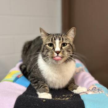 Baxter -  Domestic Short Hair Cat for Adoption in Fargo, North Dakota - Baxter | PetCurious