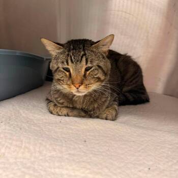 Dom-C -  Domestic Short Hair Cat for Adoption in East St. Louis, Illinois - Dom-C | PetCurious