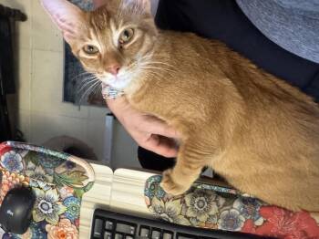 Russell (+ Theo) -  Domestic Short Hair Cat for Adoption in Richmond Hill, Ontario - Russell (+ Theo) | PetCurious