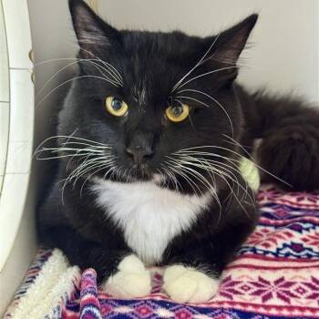 Domestic Medium Hair Cats Available for Adoption - Jonesy | PetCurious