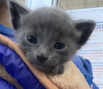 COLBY JACK -  Domestic Short Hair Cat for Adoption in Dallas, Texas - COLBY JACK | PetCurious