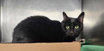 Rescue Domestic Short Hair Cats for Adoption - Selena | PetCurious