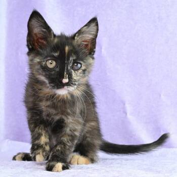 Domestic Medium Hair Cats Available for Adoption in Mobile, Alabama - Helen | PetCurious