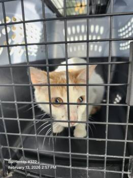 Domestic Short Hair Cats Available for Adoption - PARKER | PetCurious