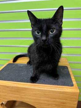 Domestic Short Hair Cats Available for Adoption in St. Peters, Missouri - IRIS | PetCurious