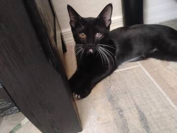 Luigi -  Tuxedo Cat for Adoption in Glendale, Arizona - Luigi | PetCurious