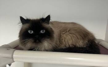 Domestic Short Hair Cats Available for Adoption - 26-111 Coa-Coa | PetCurious