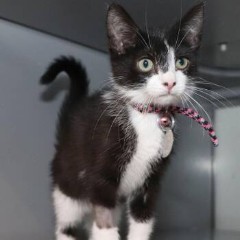 Jean Grey -  Domestic Short Hair Cat for Adoption in Port Washington, New York - Jean Grey | PetCurious