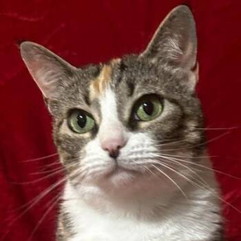 Domestic Short Hair Cats Available for Adoption in Concord, New Hampshire - Maizie | PetCurious