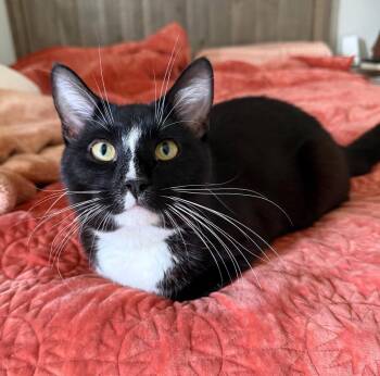 Damon -  Domestic Short Hair Cat for Adoption in Reston, Virginia - Damon | PetCurious