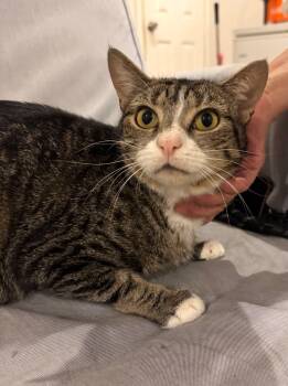 Ivy -  Domestic Short Hair Cat for Adoption in New York, New York - Ivy | PetCurious
