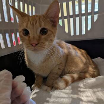 Cheez-It -  Domestic Short Hair Cat for Adoption in Lynchburg, Virginia - Cheez-It | PetCurious