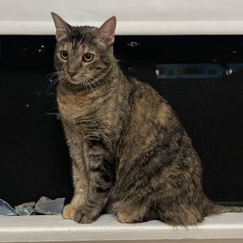 Rescue Domestic Short Hair Cats for Adoption in Los Angeles, California - Lou | PetCurious