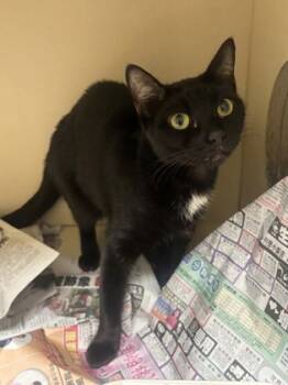 Rescue Domestic Short Hair Cats for Adoption in Atlanta, Georgia - Honey Bee | PetCurious