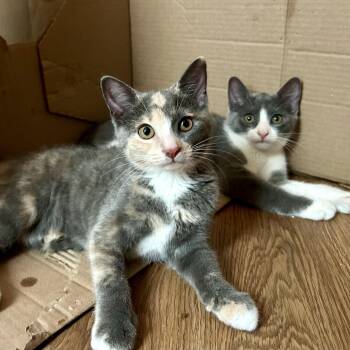 Maisy and Callie N. -- Play, Purrs & Cuddles -  American Shorthair Cat for Adoption in New York, New York - Maisy And Callie N. -- Play, Purrs & Cuddles | PetCurious