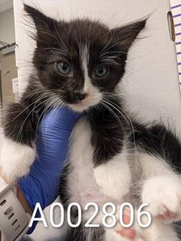 Rescue Domestic Short Hair Cats for Adoption in Ontario, California - NEEDS A FOSTER | PetCurious