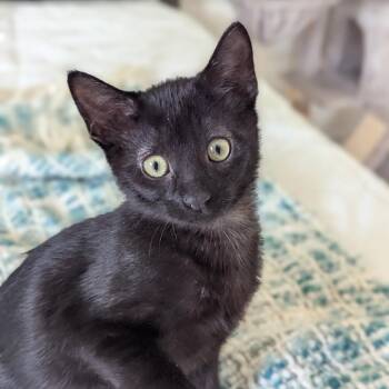 Domestic Short Hair Cats Available for Adoption - Dona | PetCurious
