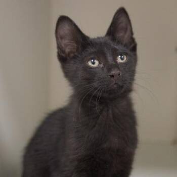 Marvin -  Domestic Short Hair Cat for Adoption in Verona, Wisconsin - Marvin | PetCurious