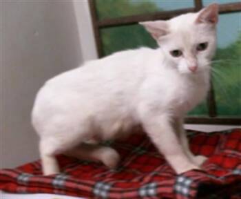 AVERY -  Domestic Short Hair Cat for Adoption in Houston, Texas - AVERY | PetCurious