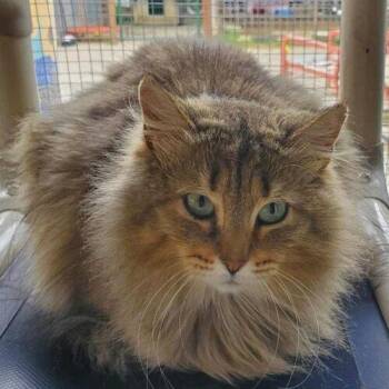 Missa -  Domestic Long Hair Cat for Adoption in Tipp City, Ohio - Missa | PetCurious