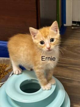 Ernie -  Domestic Short Hair Cat for Adoption in Darien, Georgia - Ernie | PetCurious