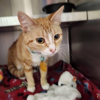 Ember -  Domestic Short Hair Cat for Adoption in Liberty, Missouri - Ember | PetCurious
