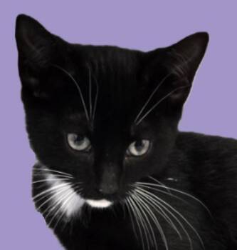 Rescue Tuxedo Cats for Adoption in Savannah, Georgia - Birch | PetCurious