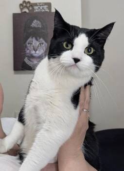 Domestic Short Hair Cats Available for Adoption - Bandit | PetCurious