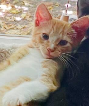 ClancyC -  Tabby and Domestic Short Hair Cat for Adoption in North Highlands, California - ClancyC | PetCurious