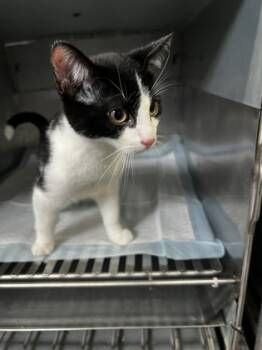 Rescue Domestic Short Hair Cats for Adoption in Simcoe, Ontario - MisterBoobs | PetCurious