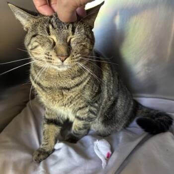 Domestic Short Hair Cats Available for Adoption in Richmond, Virginia - Penelope | PetCurious