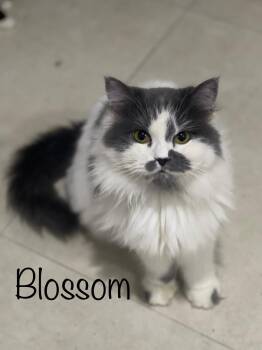 Rescue Persian Cats for Adoption in Herndon, Virginia - Blossom | PetCurious
