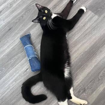 Moomoo -  Domestic Short Hair Cat for Adoption - Moomoo | PetCurious