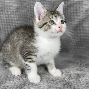 Domestic Short Hair Cats Available for Adoption in Social Circle, Georgia - Tip - Andrea Foster | PetCurious