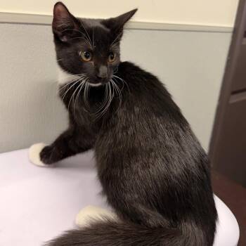 Adira -  Domestic Short Hair Cat for Adoption in Tampa, Florida - Adira | PetCurious