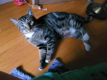 Rescue Domestic Short Hair Cats for Adoption in Mayfield, New York - Leo | PetCurious