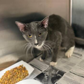 Domestic Short Hair Cats Available for Adoption in Pauls Valley, Oklahoma - Ryan | PetCurious