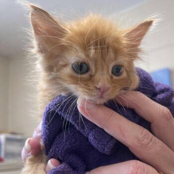 Grover Cleveland (green) -  Domestic Medium Hair Cat for Adoption in Newport, Tennessee - Grover Cleveland (green) | PetCurious